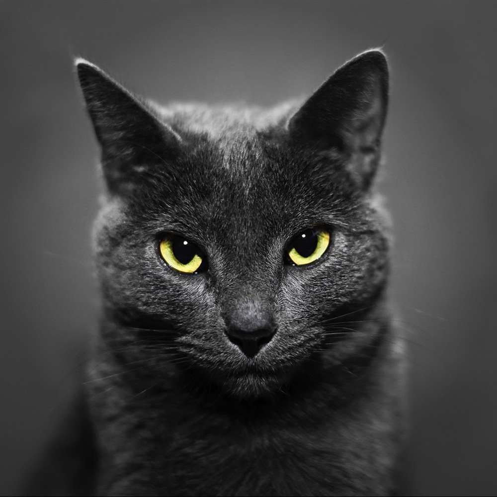 Meet your Posher, Julio